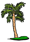 [Palm Tree]