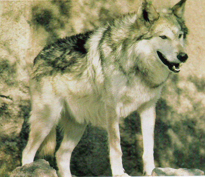 [Everitt's Mexican Wolf photo]
