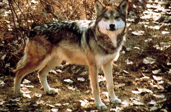 [F&W Mexican Wolf Photo]